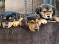 fotogalerie-hunde-welpen