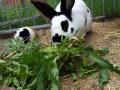 hase-mit-salat