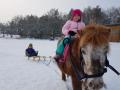pony-zieht-schlitten02