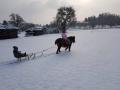 pony-zieht-schlitten03
