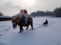 pony-zieht-schlitten04