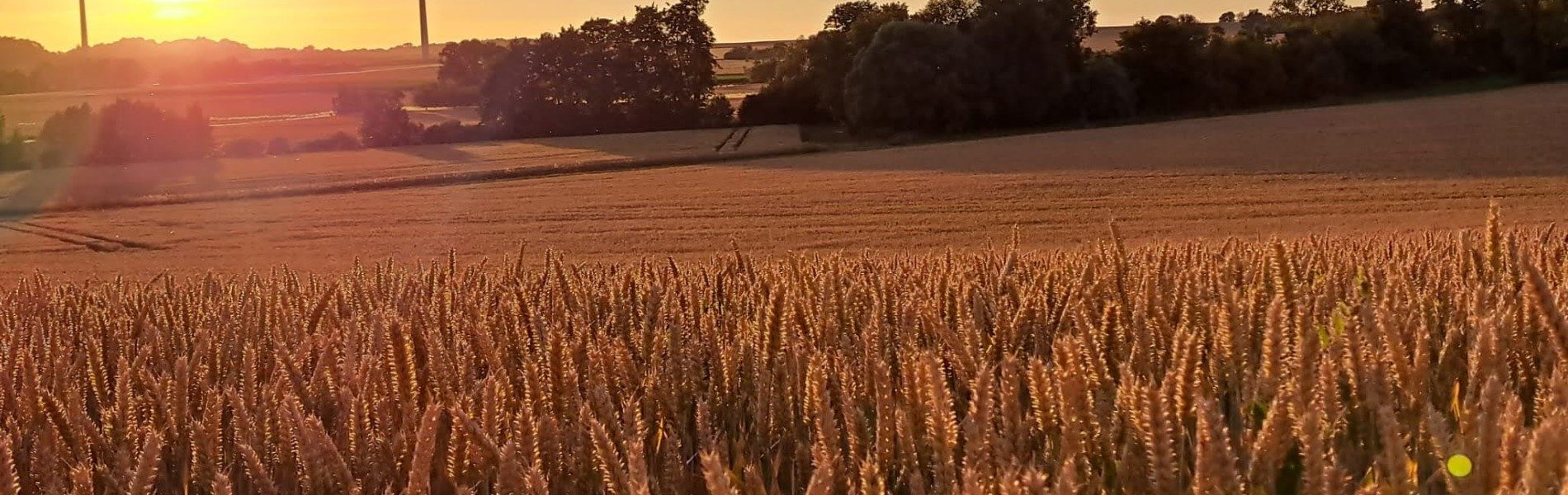 Brühlhof - Getreide im Sonnenuntergang 2 (Custom)