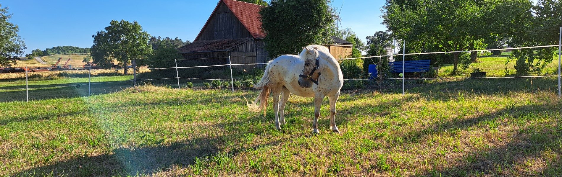 Brühlhof - weißes Pony auf der Koppel (Custom)